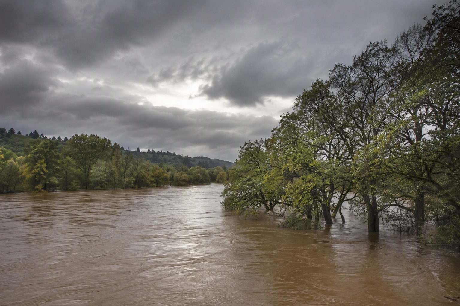 The Willamette River running high and muddy past riverside trees after heavy rain
